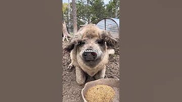 Chadd Wright Talks About Pig and Human Nature