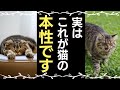 【トリビア】77の驚き！猫の雑学知ってましたか？