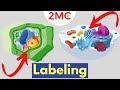 Cell Structure Identification Quiz