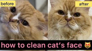 How To Clean Cat’s Face || Best Way To Clean Cat’s Eye & Nose. by leoko vlog 203 views 3 months ago 4 minutes, 44 seconds