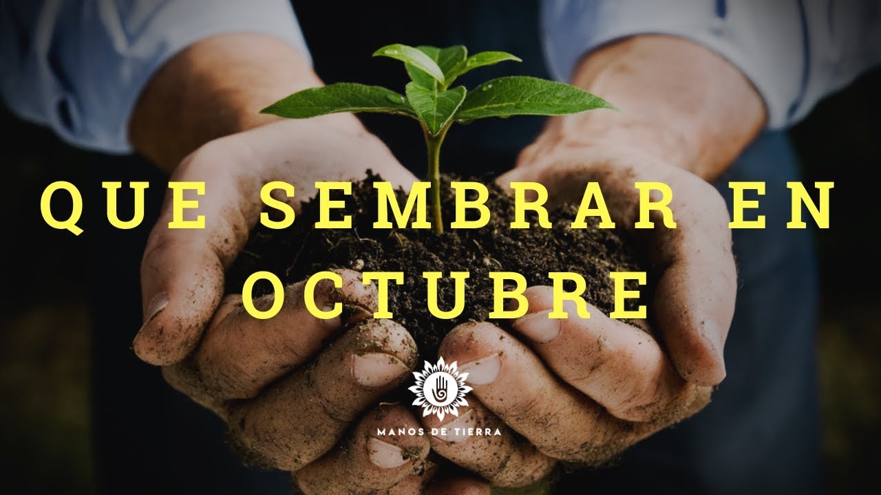 QUE SEMBRAR EN OCTUBRE 2023/ Hemisferio norte y sur / manos de tierra YouTube QUE SEMBRAR EN OCTUBRE 2023/ Hemisferio norte y sur / manos de tierra YouTube
