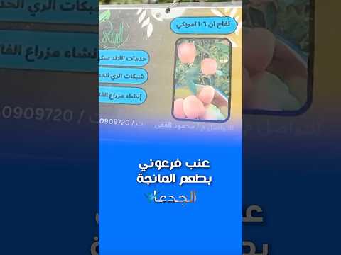 عنب فرعوني بطعم المانجو تحفة عنب مانجو محمد غانم الجدعان