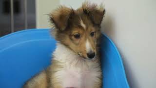 Stop By Petland Today! by Petland Cares 2,962,588 views 7 months ago 19 seconds