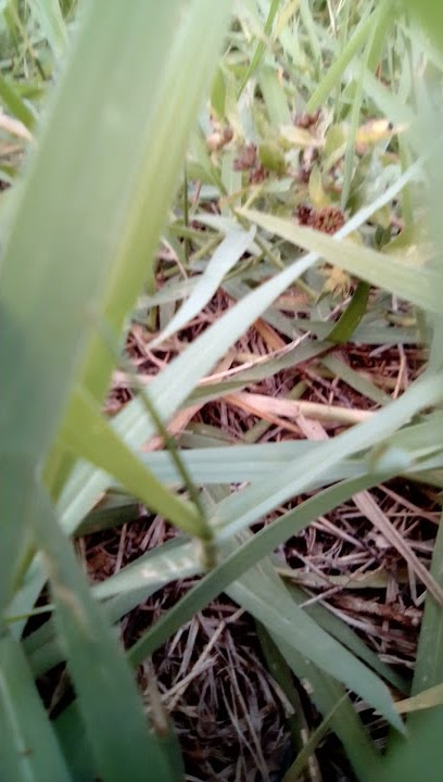 Suara rumput dan angin