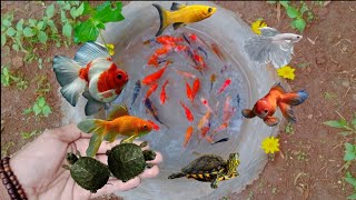 Wow,it's amazing to catch cute ornamental fish, goldfish,,bettafish,tiger fish,guppy fish,catfish