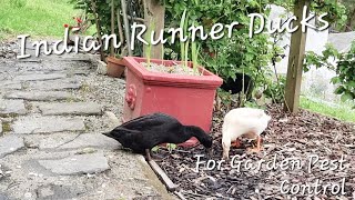 Indian Runner Ducks for Garden Pest Control - Ducks for Bug Control