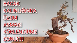 Üzüm Asması Nasıl Köklendirilir, Hem de Kalın Dal Resimi