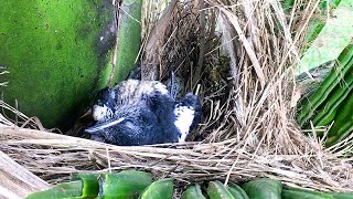 The Nest Was Missing One Baby Bird (10) – Adorable Magpie-robin Chick Loves Lying on Its Back E254