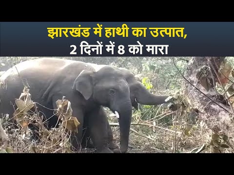 झारखंड में हाथी का उत्पात, 2 दिनों में 8 को मारा