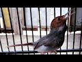Suara Prenjak Klawu Gacor Pikat Ampuh Untuk Masteran Mikat Burung Ciblek Cinenen Ribut Liar Di Alam Mp3 - Mp4 Download