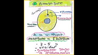 Leishmaniasis, Part 2:  Practical session.