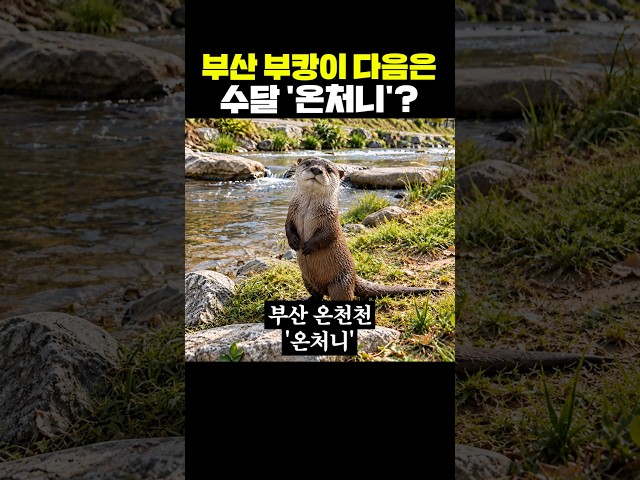 부산 부캉이 다음은 수달 '온처니'?