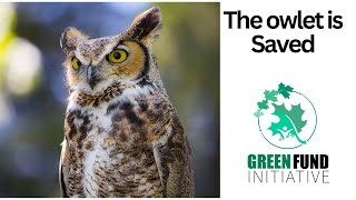 GFI saved the owlet