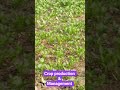 Stop Memorizing! Learn Crop Management Like This ✨ #shorts #shortsfeed #viral #trending #asmr #jcb