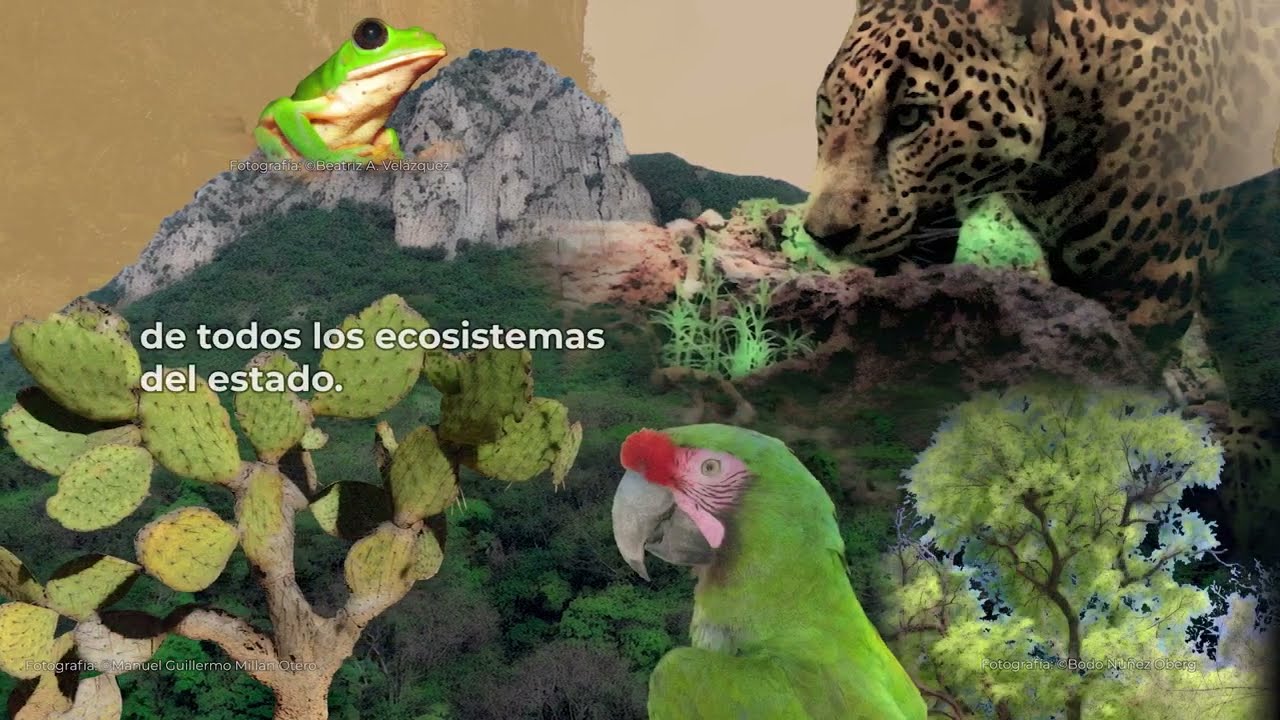 30📖 Amenazas, retos y oportunidades para la protección del bosque tropical seco.