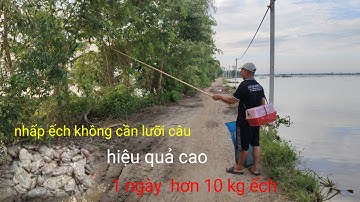 chia sẻ nhấp ếch mùa nước không cần lưỡi câu hiệu quả cao. 1 ngày hơn 10 kg ếch quá hay 