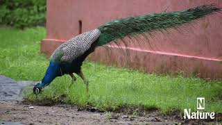 Nature Pea Bird Forest Beautiful Scenery Relaxing Clip Pt 1 Ep 1