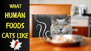 What Human Foods Can Cats Enjoy Too? | Should I give my cat only cat food?