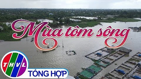 Mùa tôm sông | Ký sự truyền hình