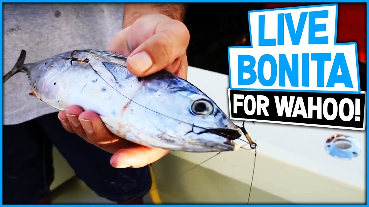 How To Rig Live Bonita For Trolling For Wahoo 