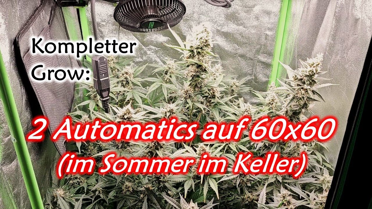 60x60 Low Budget Automatic Grow | Im Sommer im Keller