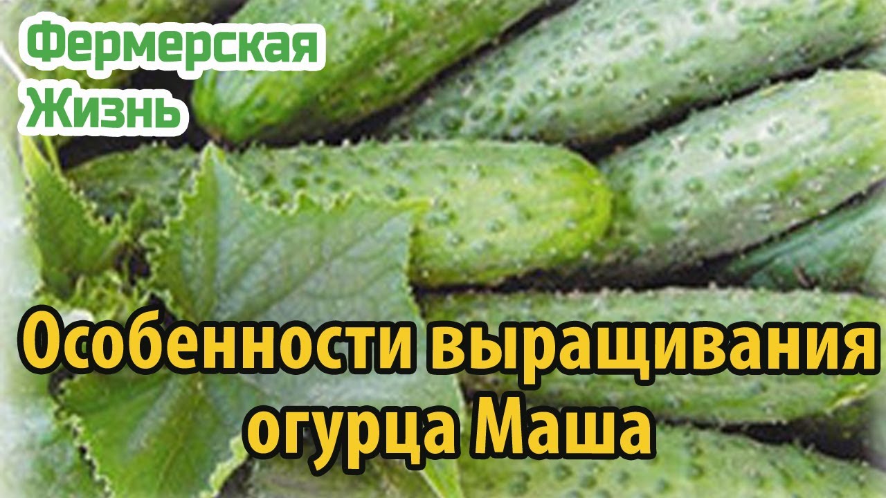 Посадка огурцов маша. Огурец Маша. Формирование огурца Маша f1. Огурцы Машенька. Огурцы Машенька на грядке.