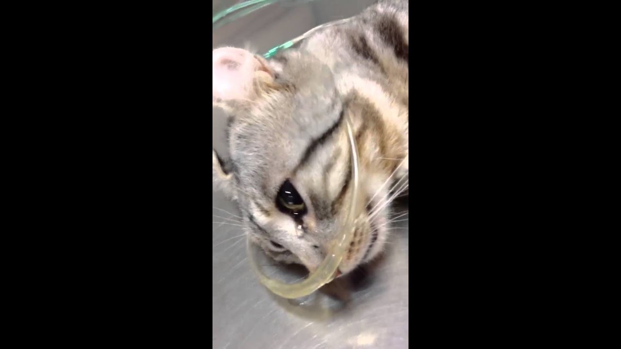 How To Make An Abused Cat Like You How To Make An Abused Cat Like You