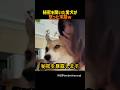 人間の言葉がわかるワンコ