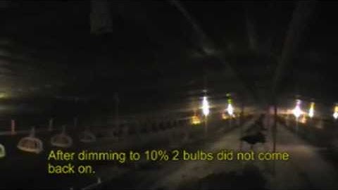 LifeLamp Dimmable CFL on the Poultry Farm