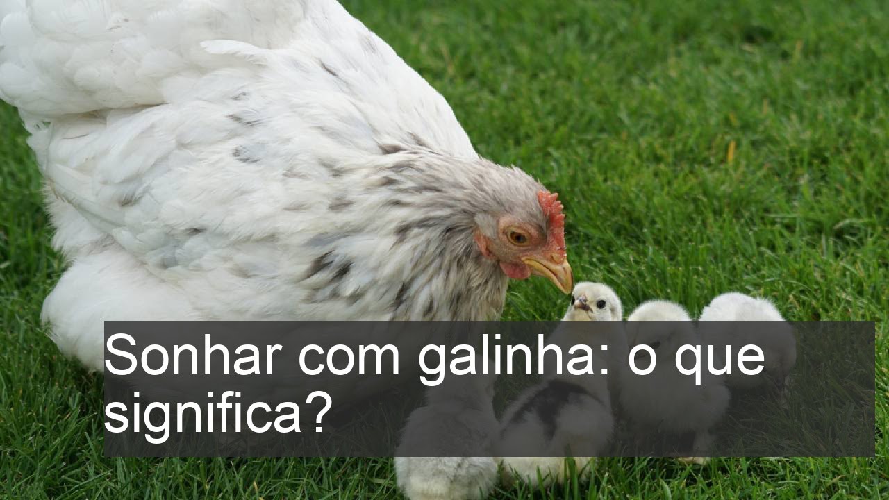 Sonhar com galinha: o que significa? - YouTube
