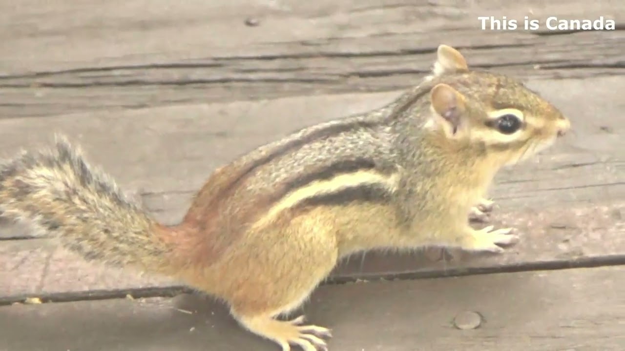 Chirping chipmunk makes a fool of waiting boss.