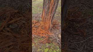 Download Lagu What did this ? #Mystery #Weird #Trees #Bark #Walk #Trails #Nature #Tree #Monster #Strange #Odd #Wow MP3 Download Lagu What did this ? #Mystery #Weird #Trees #Bark #Walk #Trails #Nature #Tree #Monster #Strange #Odd #Wow MP3