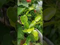 Adult Ant Mantis helps to "reduce" Grasshopper in my garden