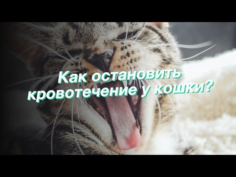 Видео: Расстройство кровотечения у кошек
