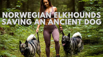 Save the Rarest Dog Breed Norwegian Elkhound from EXTINCTION!