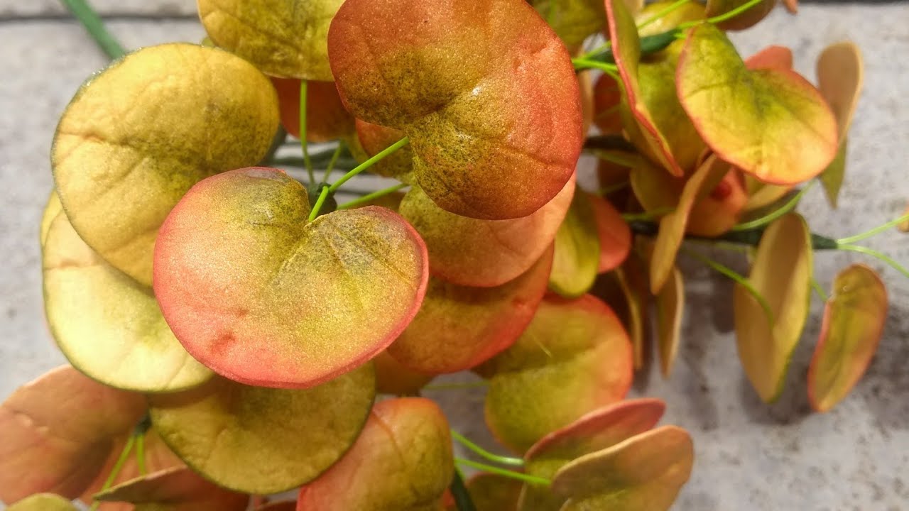 Ramos de eucalipto em e v a