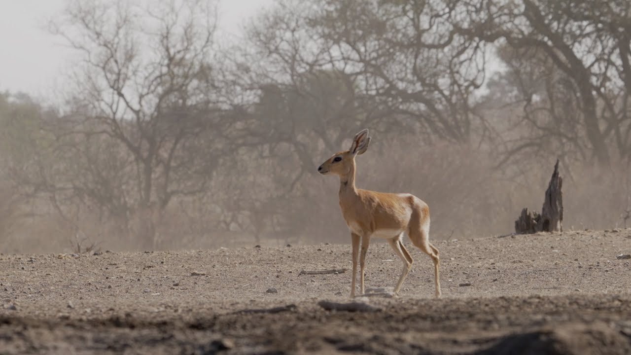 The very dainty Steenbok