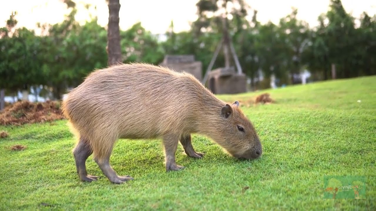 Capybaras: Nature's Surprising Giants Revealed - YouTube