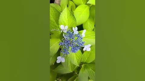 اجمل حالات واتس اب دينية// بصوت فارس عباد// مقاطع اسلامية قران كريم// تلاوة خاشعة