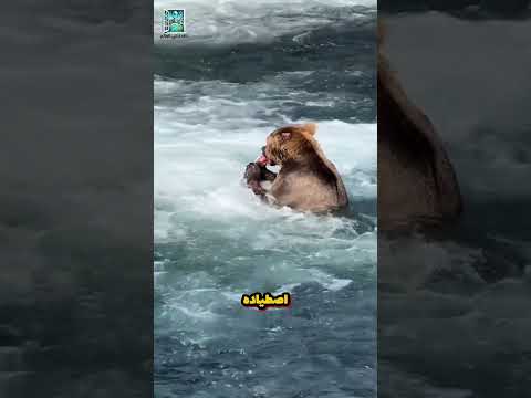 لماذا يسلخ الدب سمكة السلمون حي ة