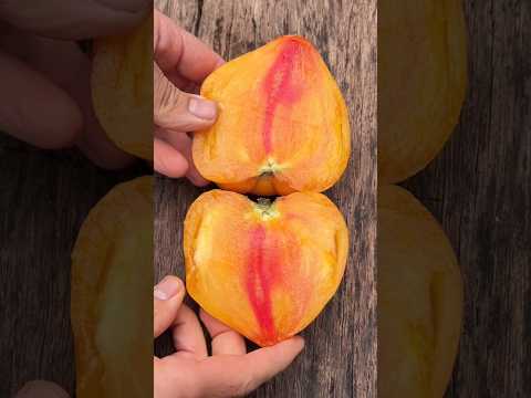 Video: Azoychka beefsteak-tomatid – õppige kasvatama Azoychka tomatitaime