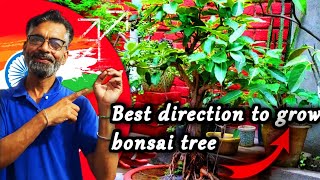 Best directions to grow a perfect bonsai tree #bonsai