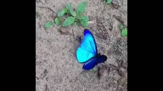 Blue butterfly  @CrisSunLife #bluebutterfly  #love #nature