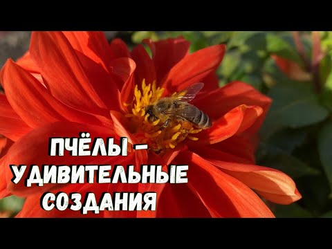 Пчёлы - удивительные создания!!!