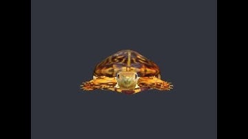 3D Model of turtle - file TURTLE_L.3DS
