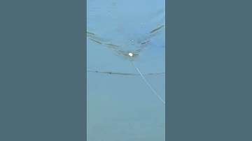 Câu cá lóc khủng #caucaloc #caucalockhung #manhraufishing #cauca #chuotlk