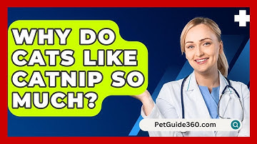 Why Do Cats Like Catnip So Much? - PetGuide360.com