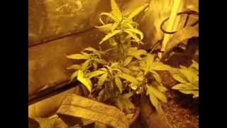 a week 3 update on my bs /nl grow
