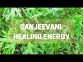 Sanjeevani healing energy field