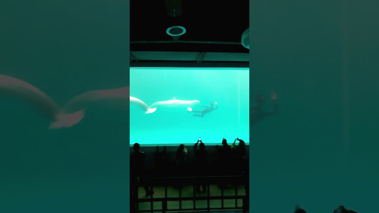 A Magical Day with Dolphins. 